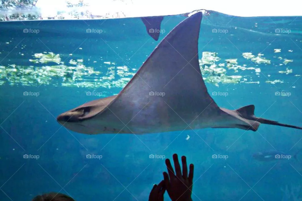 Ray