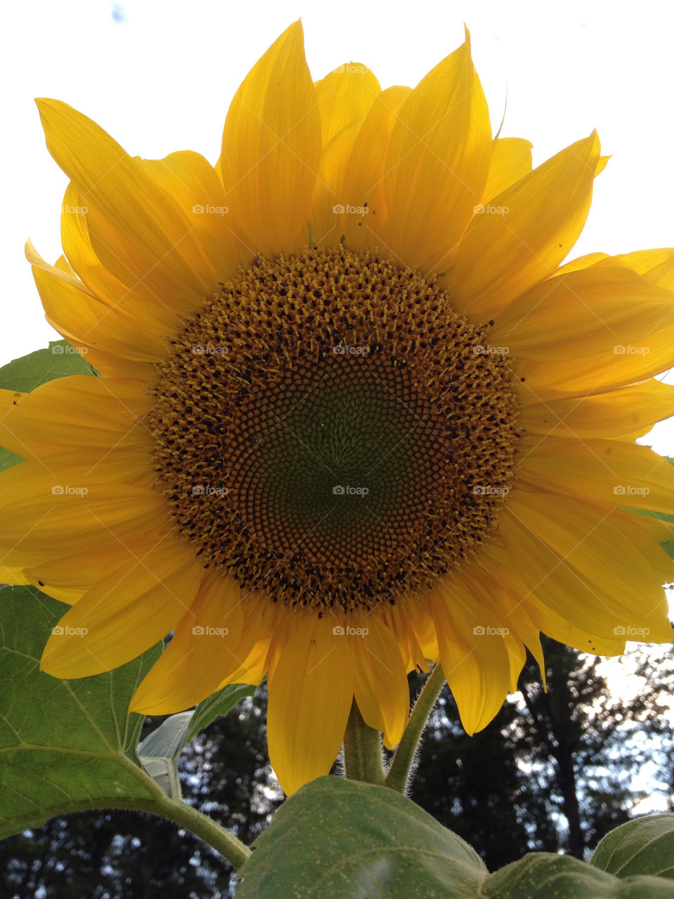 sweden yellow sunflower by ullevidsdal
