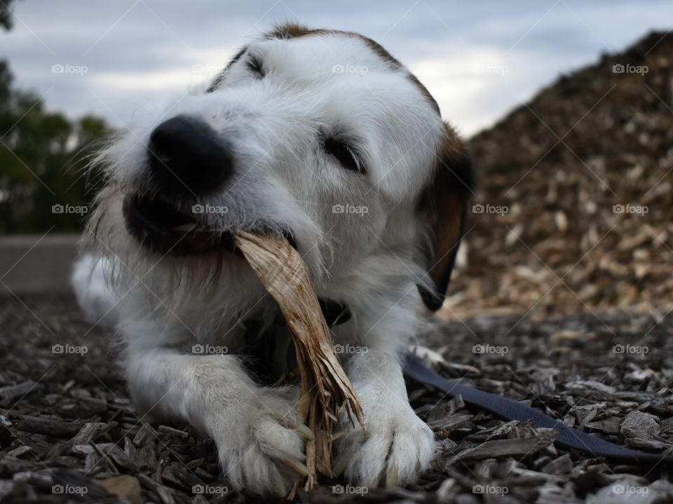 Cute dog chewing on stick 
