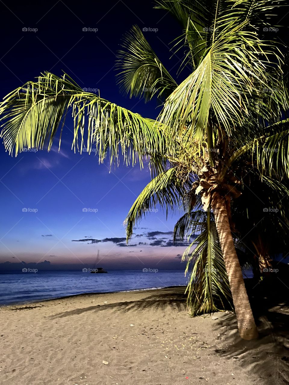 Caribbean beach night view with coconut trees on the sand