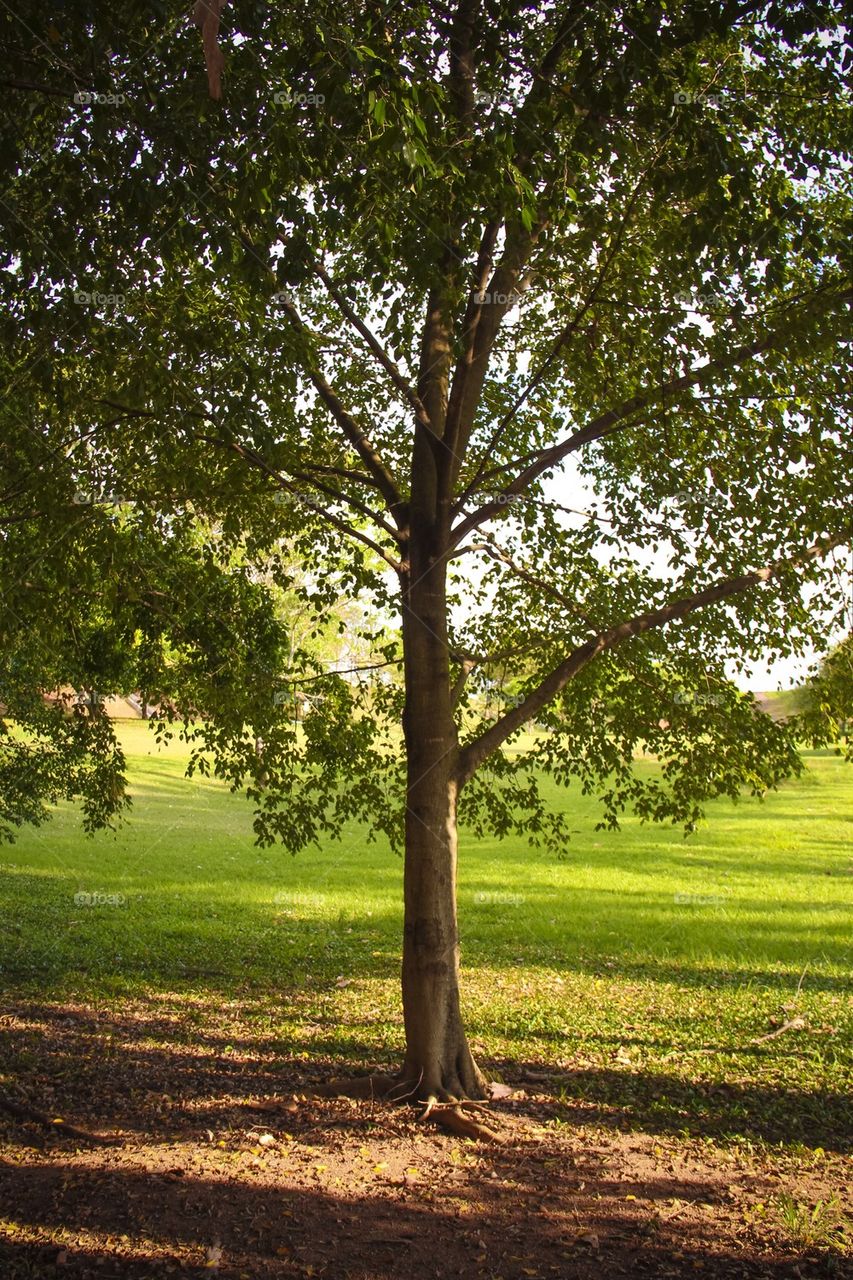 Golf course tree