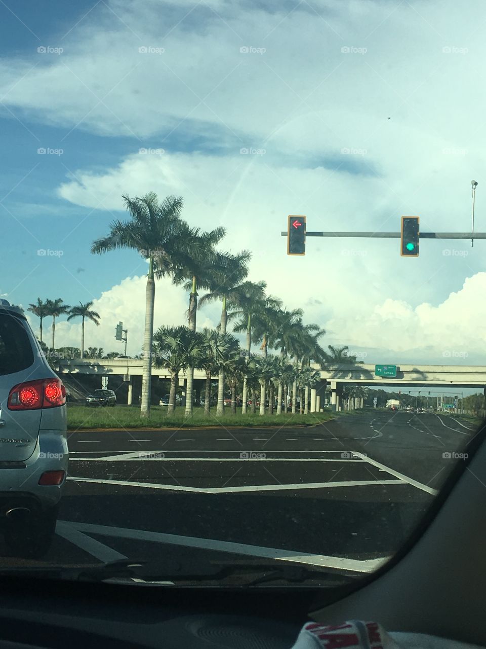 Florida palm trees 