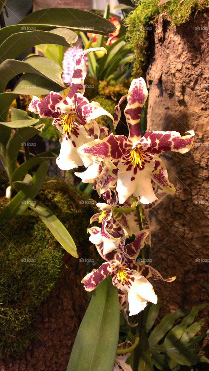 Orchids. at the orchid show