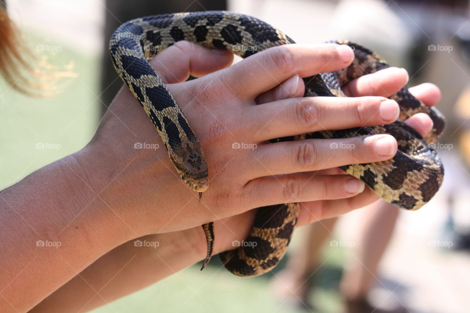 Snake in hands