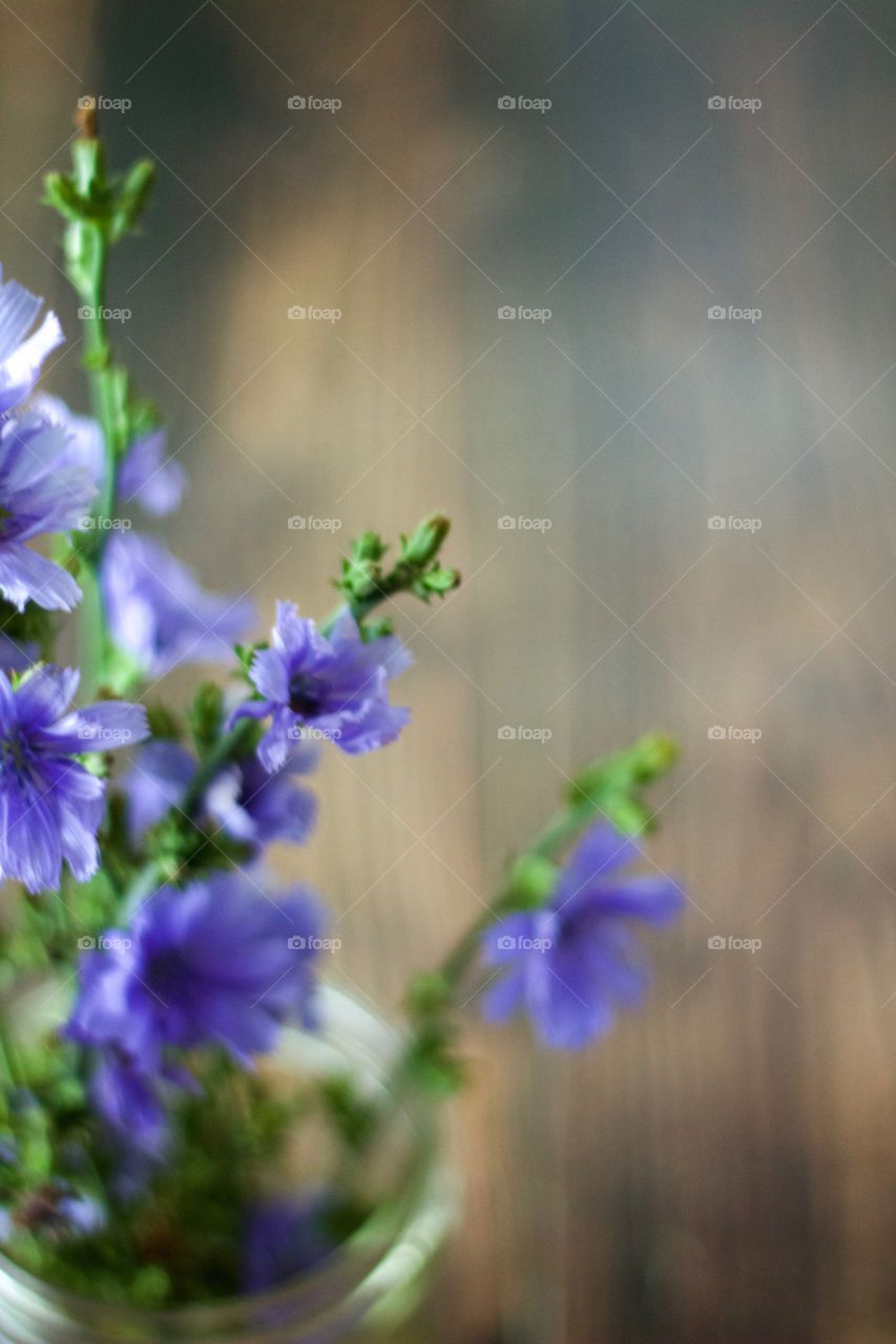 Isolated view of purplish-blue wildflowers, chicory, in a mason jar in natural light with room for copy