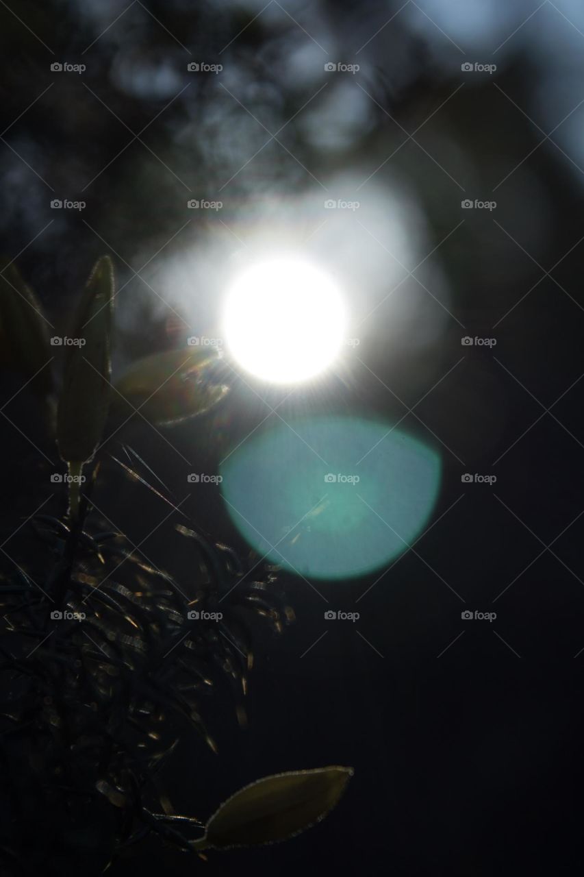 Dark picture, sunset, darkness in the forest