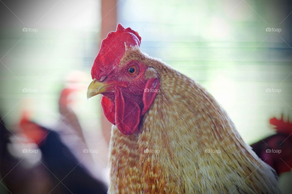 Closeup headshot of a rooster in a chicken coop enclosure