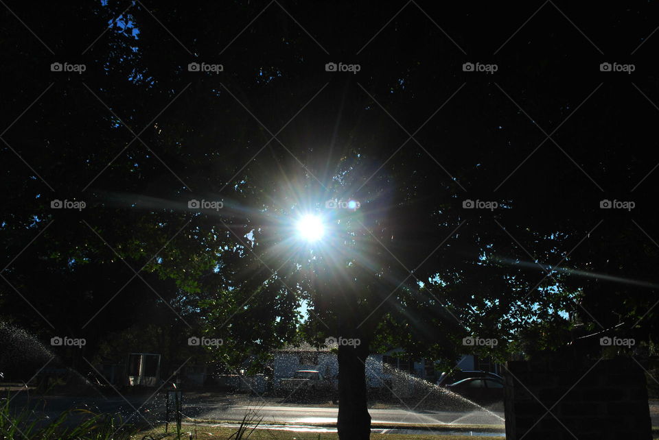 Sun and tree