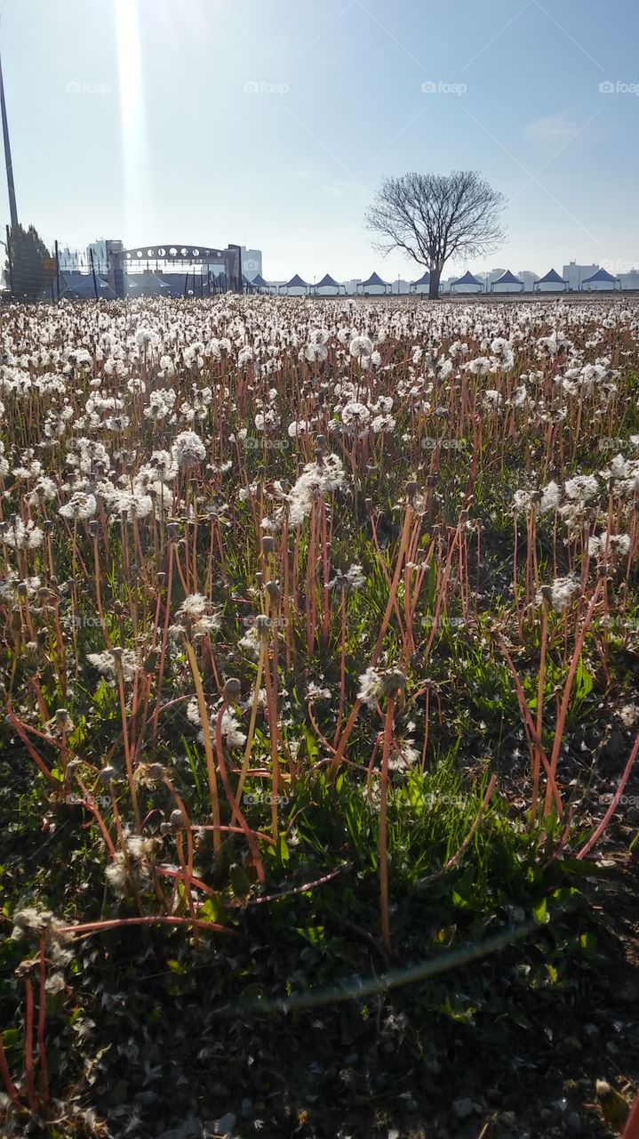 dandelions in a field 2
