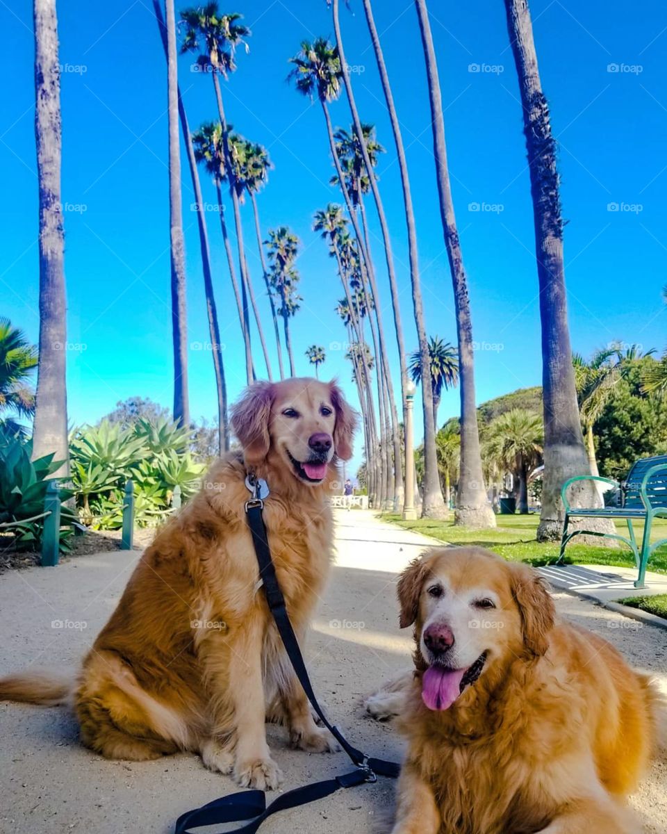 Palm trees and best friends