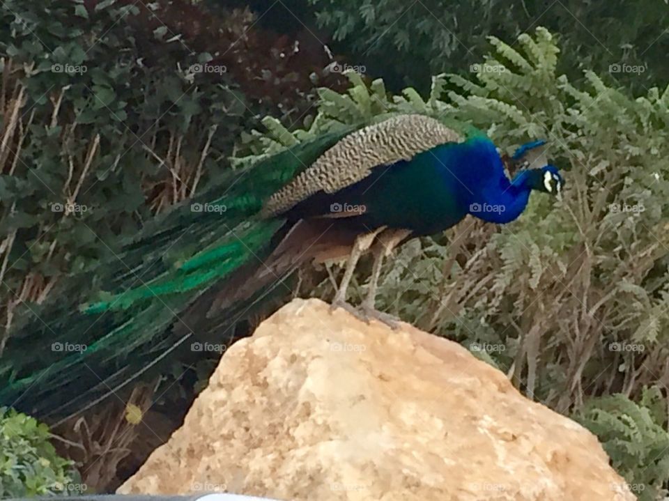 Peacock 