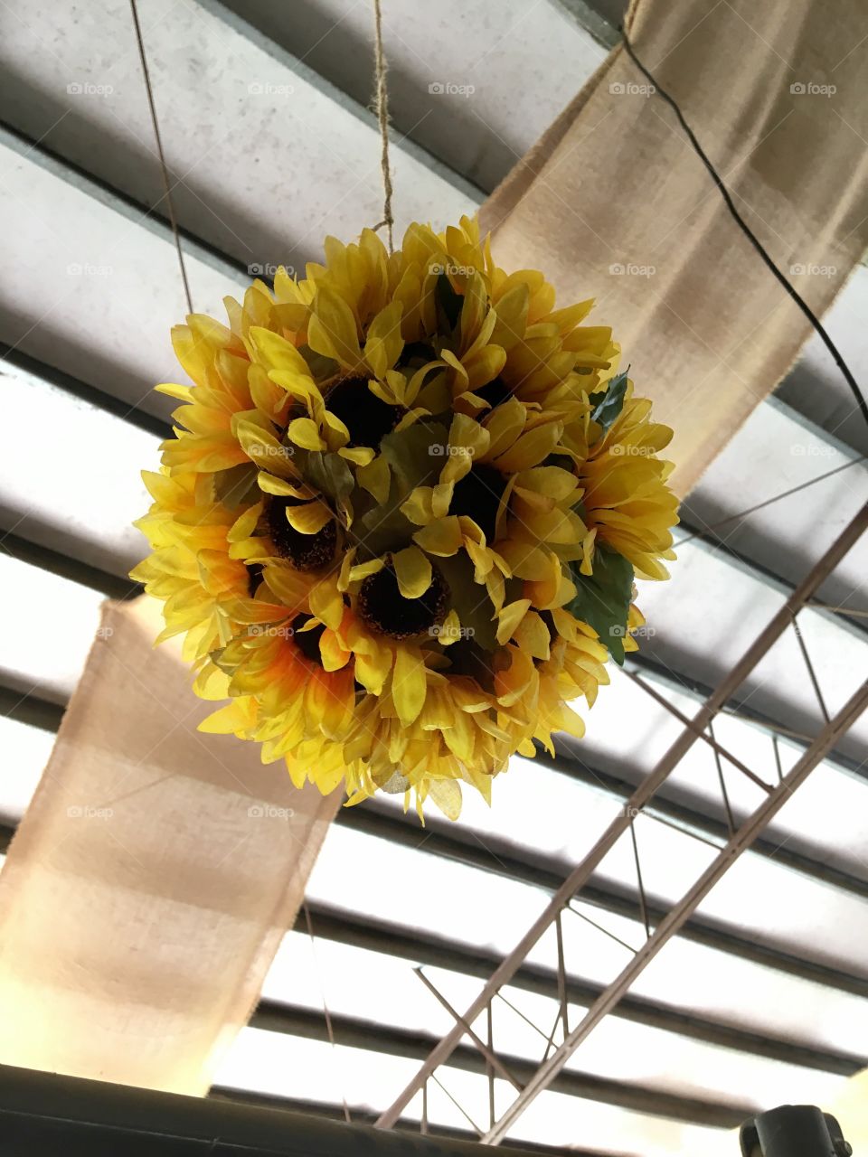 Hanging Sunflowers 