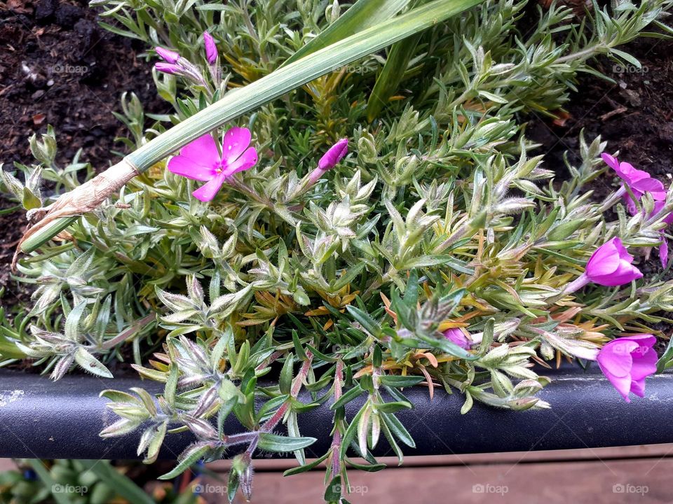 planted the first spring flowers on the terrace