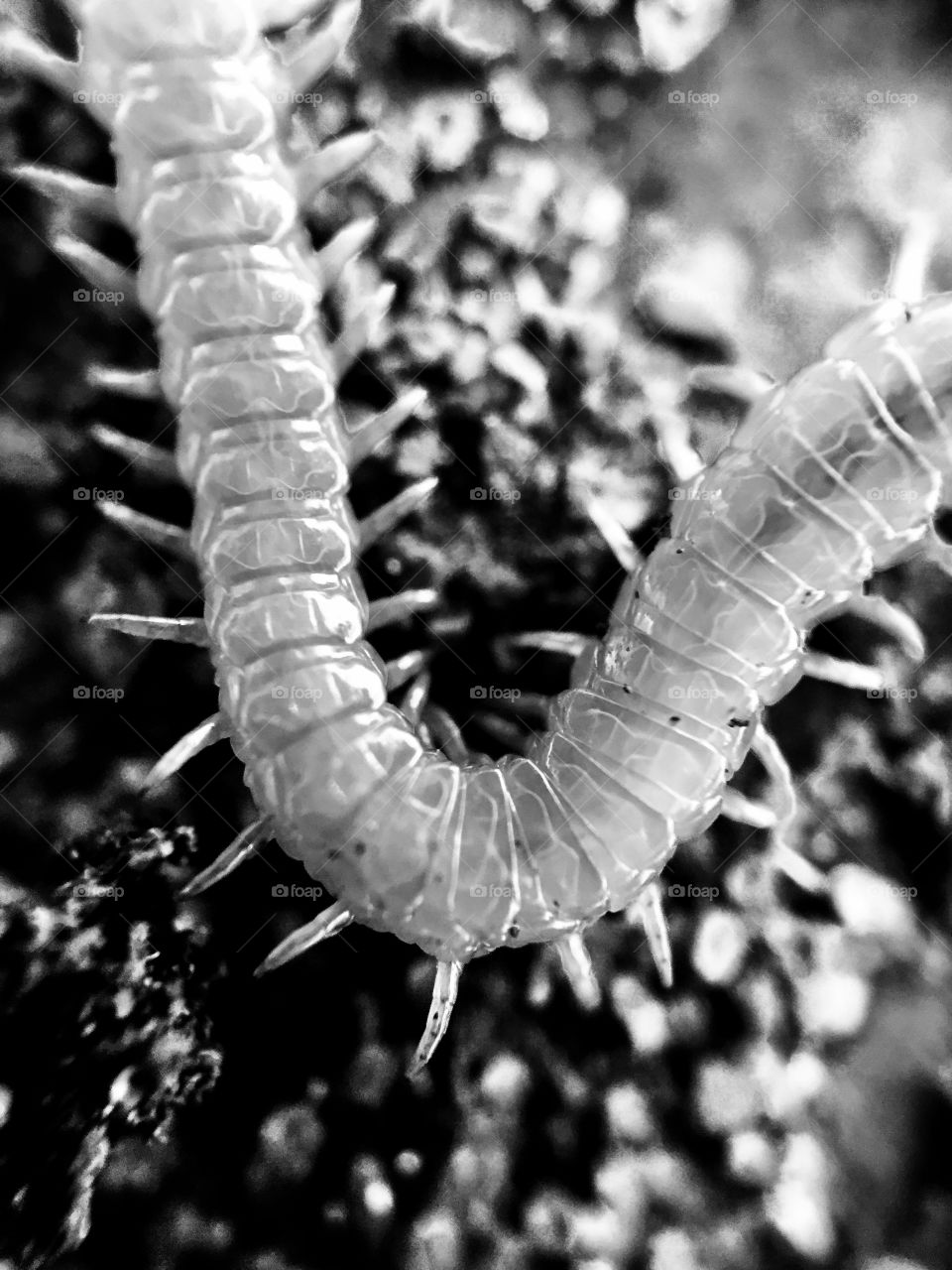 Macro - Centipede