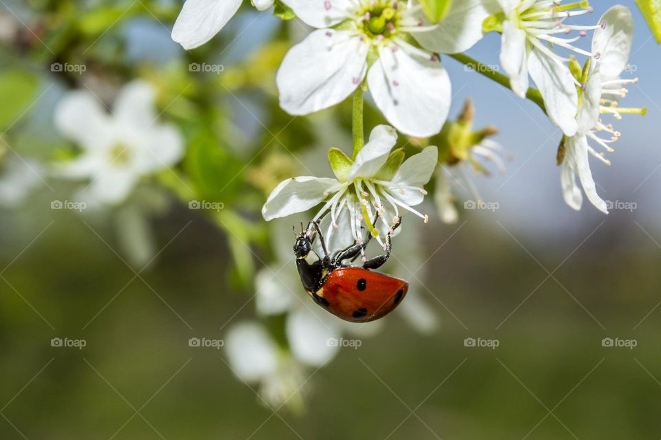 Ladybug on a white flower.