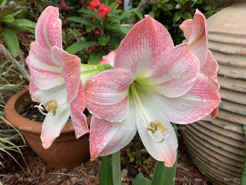 Amaryllis flowers ,Pink amaryllis flowers isolated on white background, with clipping path