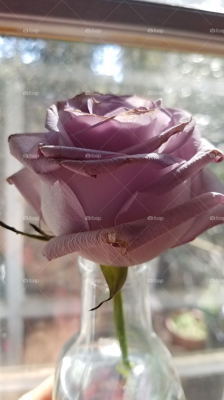 Lavender Rose!!