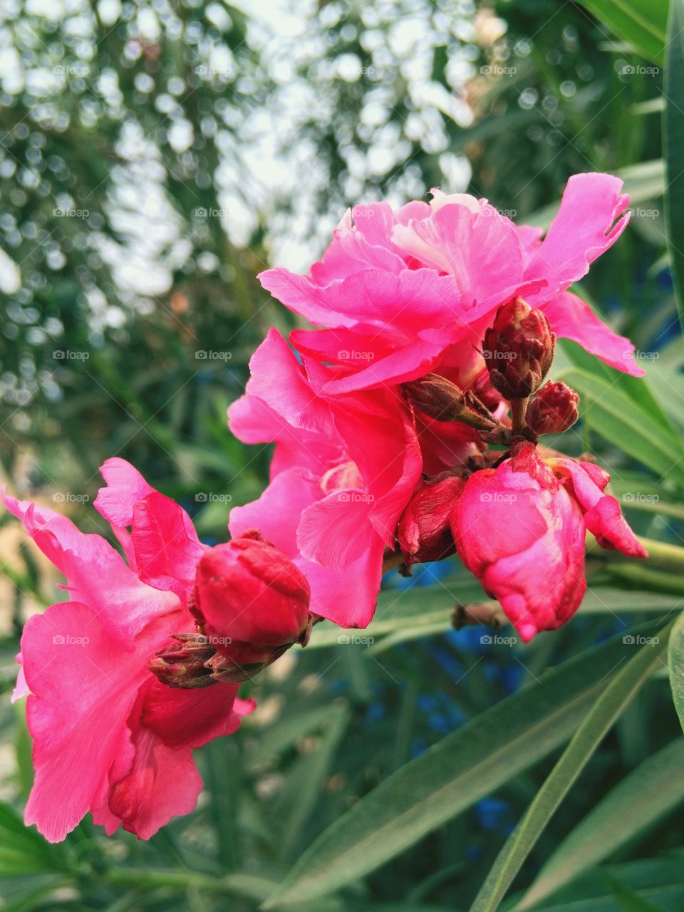 beautiful pink flowers 