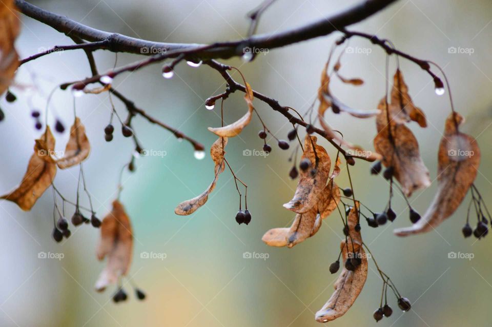 Branch of autumn maple leaves after rain