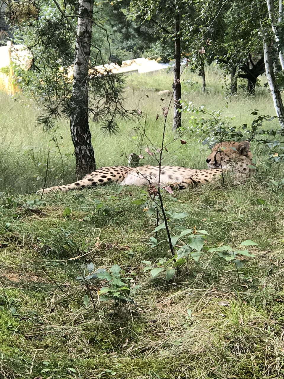 Leopard siesta 