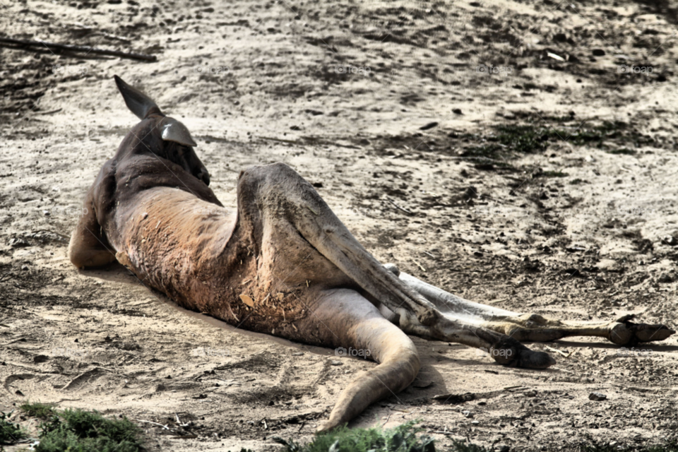 kangaroo siesta by capoeira