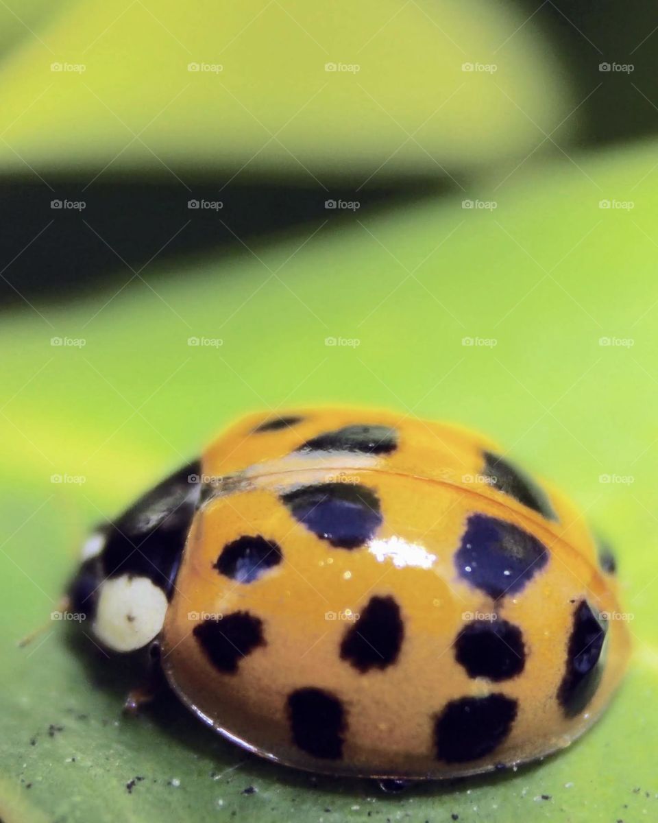 Close-up of a Yellow ladybug 