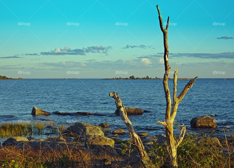 Bare tree against idyllic sea