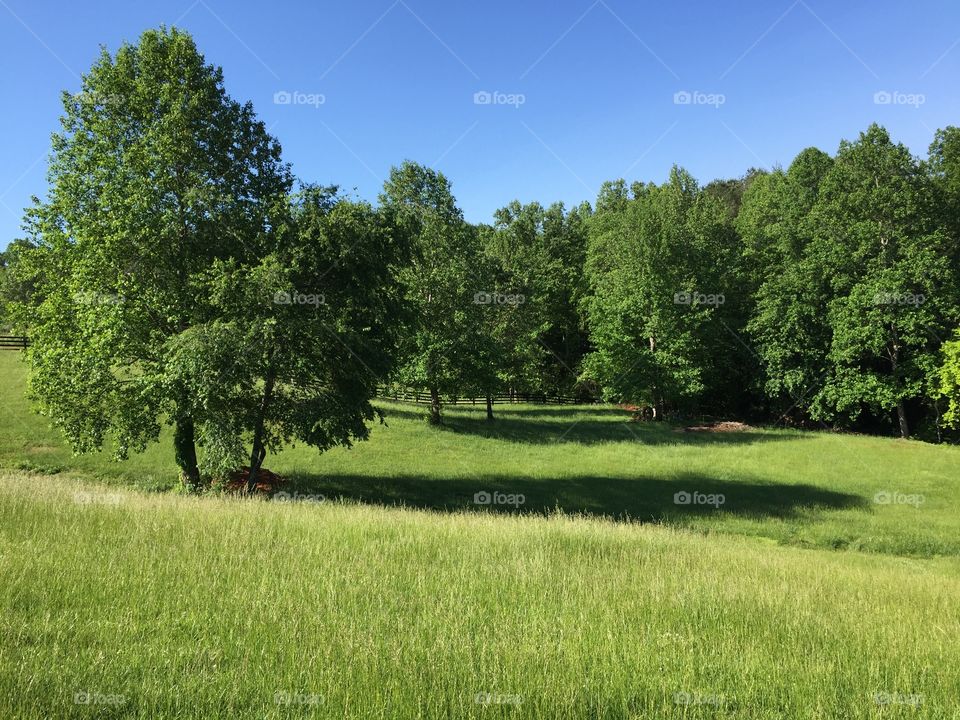 Tree Lined Meadow