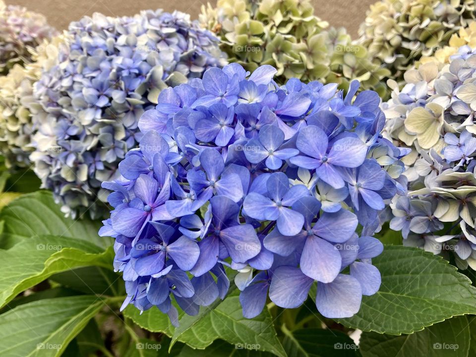 Colors of hydrangeas fading with heat wave of summertime