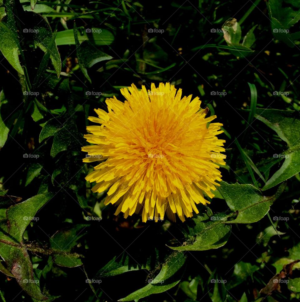 Flowers make me happy.. They make me think more about beauty and the power of the nature! 