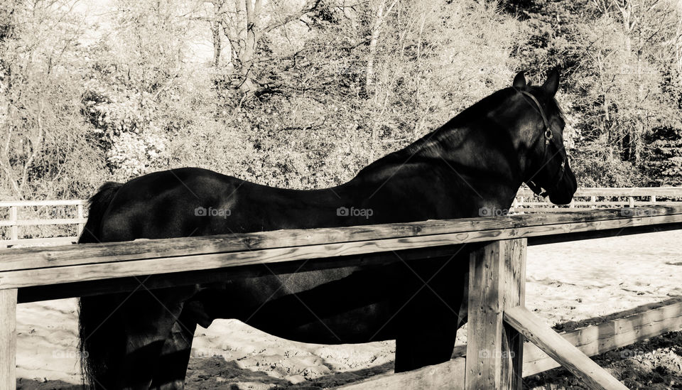 Beautiful black stallion in corral black and white horse photography 