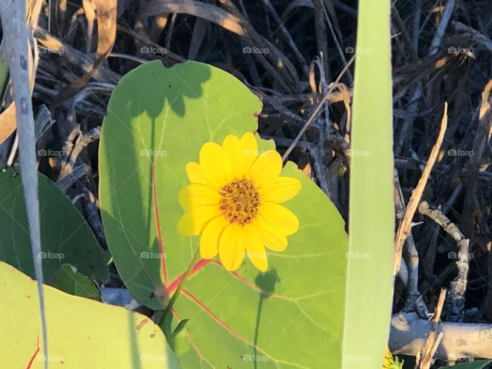 Florida Beach Wildflower