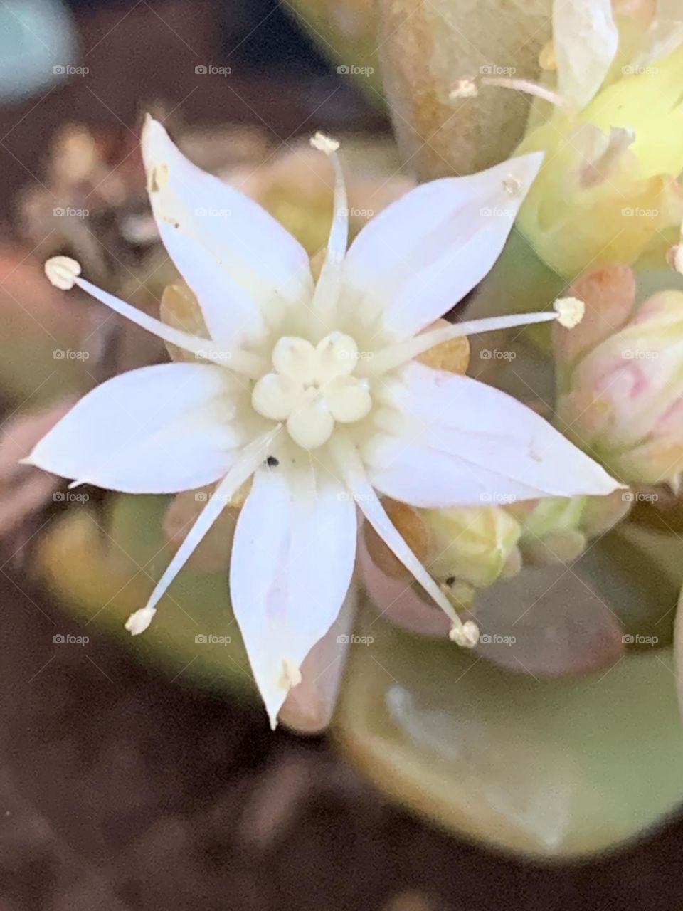 If there are stars above, there are stars below. “If you love a flower which happens to be on a star, it is sweet at night to gaze at the sky. All the stars are a riot of flowers.” ~Antoine de Saint-Exupéry,