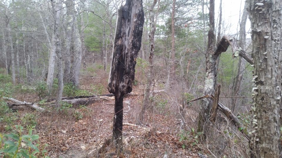 burned tree