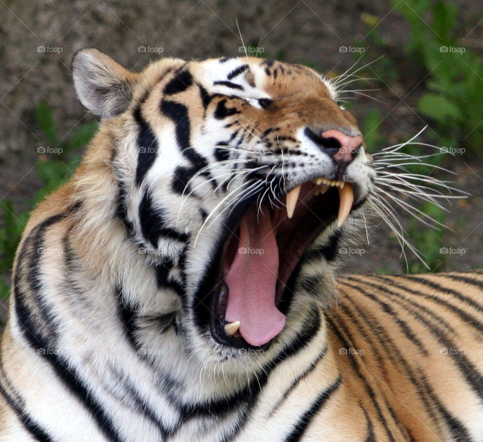 Tiger, Cat, Wildlife, Stripe, Siberian