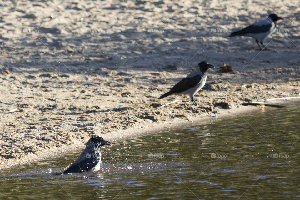 Crows birds on the beach - kråkor på stranden