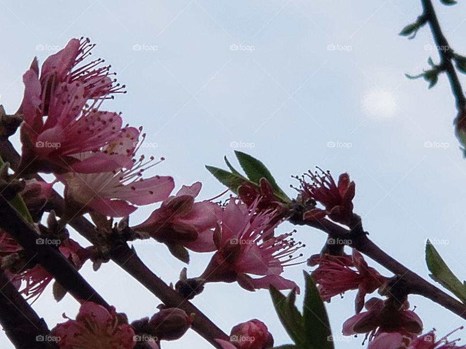 Peach blossoms and moon