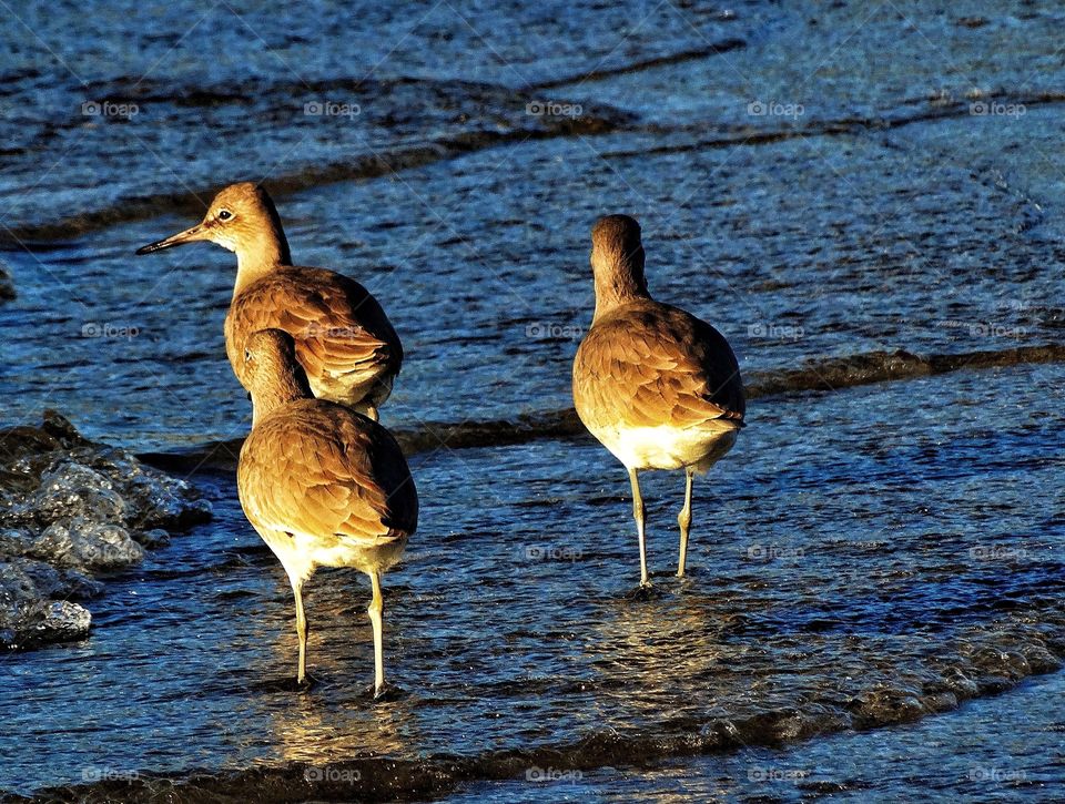 California Sandpiper