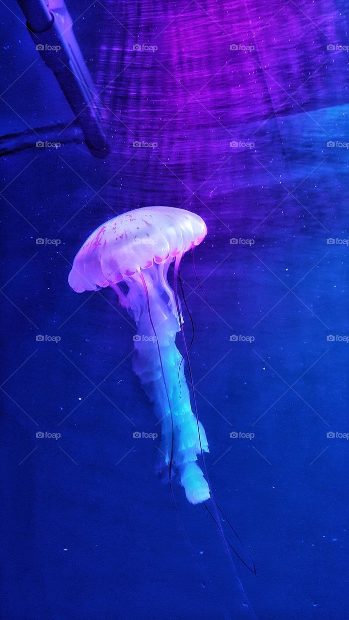 Jellyfish story