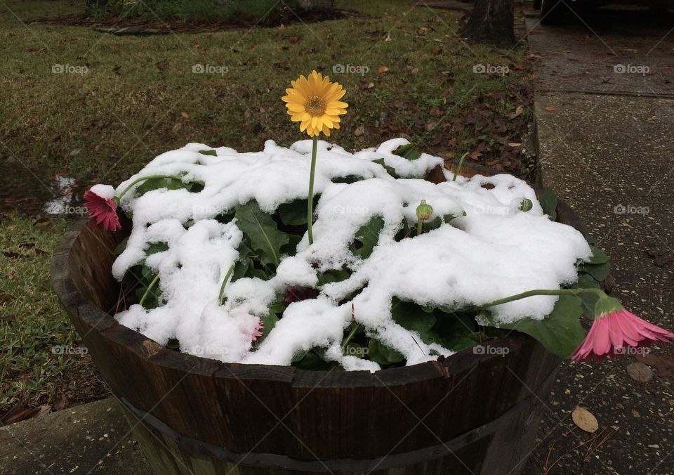 Flowers still sprung after a winter freeze. 