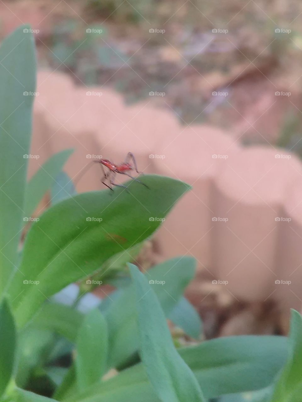 bug on a plant