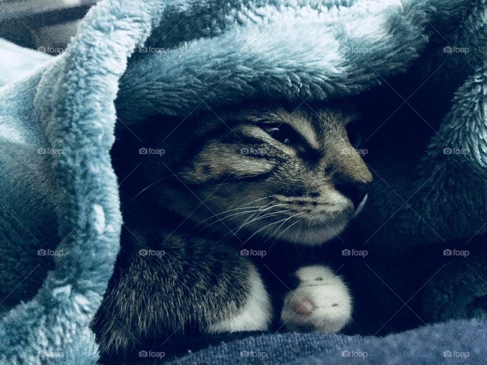 Cuddle kitty 