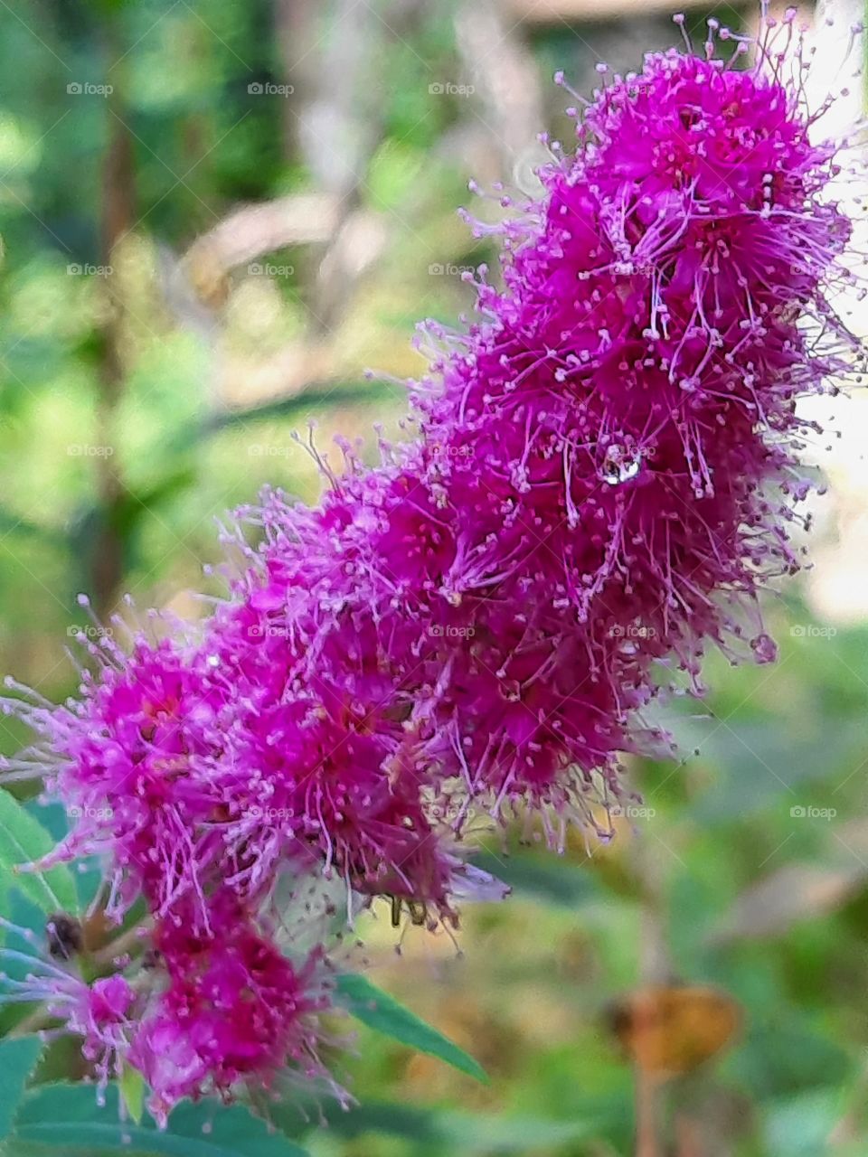 raindrops on magenta flower of Spirea Thunbergii