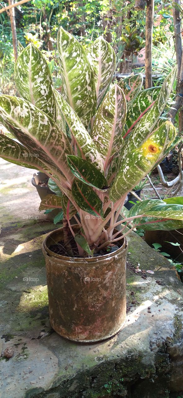 Aglaonema Chinese Evergreen Ornamental Plants