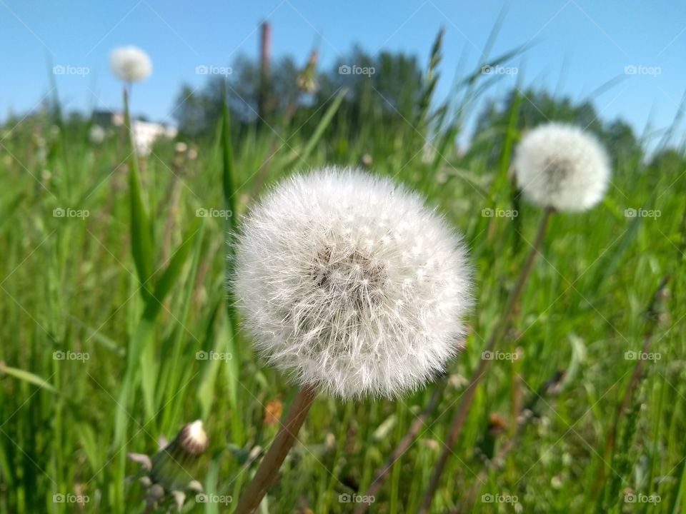 Dandelion, Grass, Hayfield, Summer, Growth