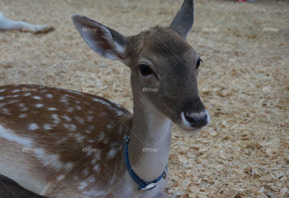 Baby deer with spots. Fawn relaxing at the petting zoo