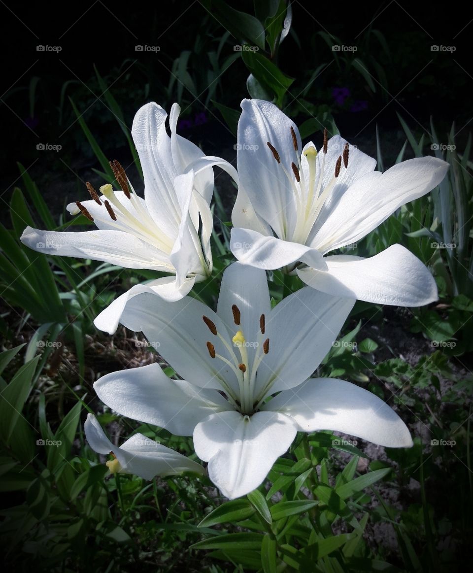 macro flower white lily botanical