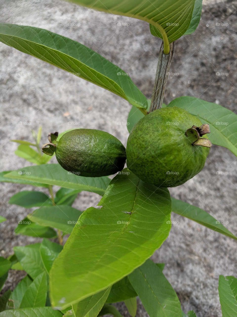 guava