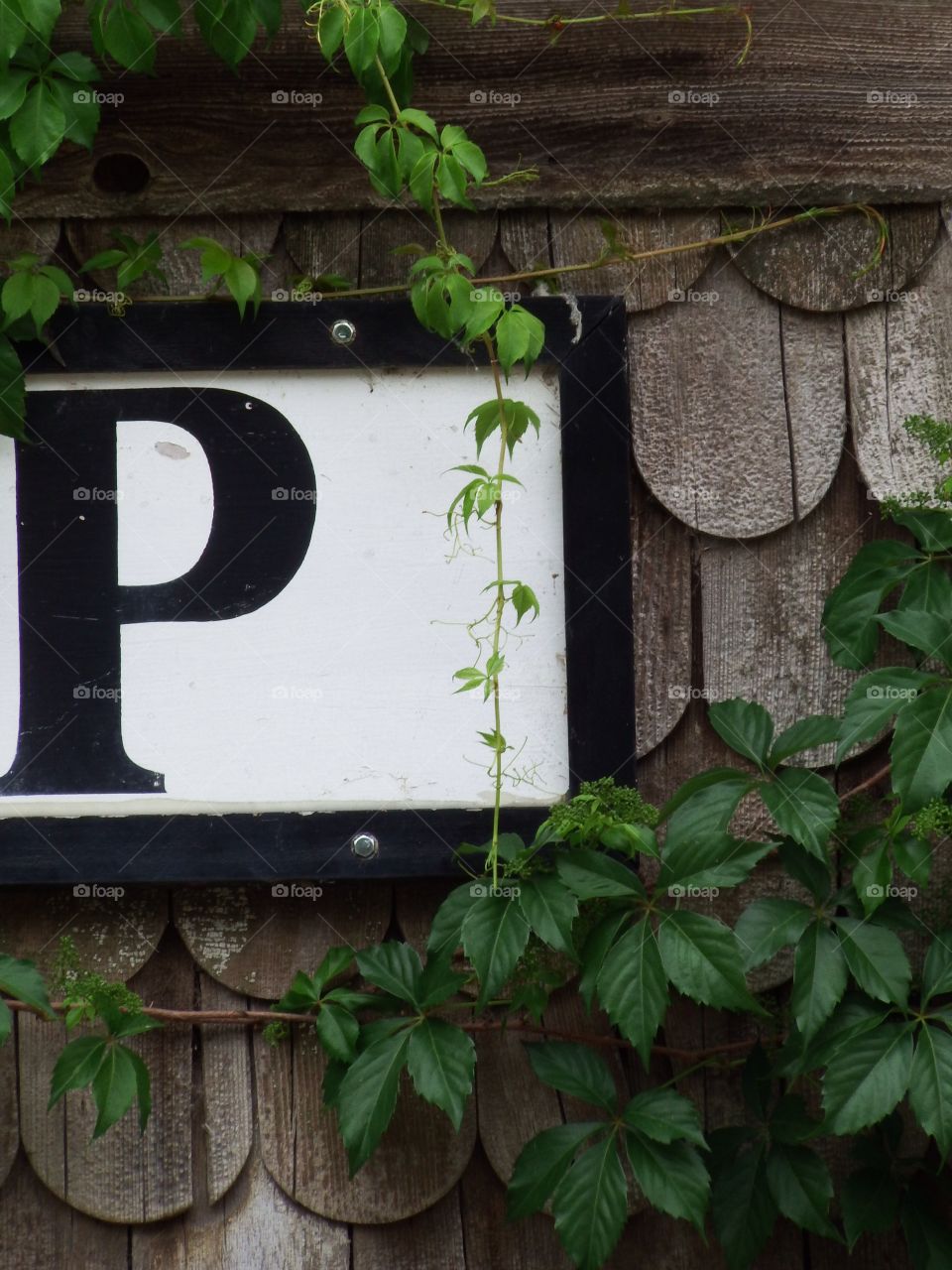 The letter P. Zoomed in and captured this shop sign withy ivy on it. 