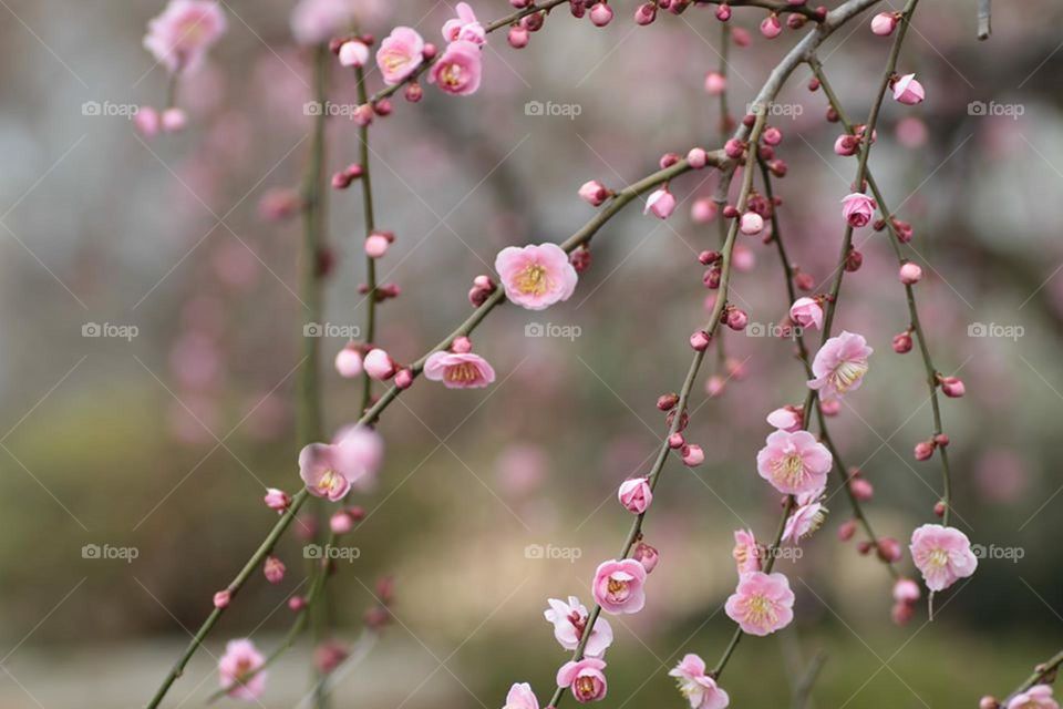 Pink flowers